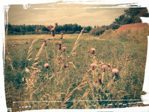 countryside